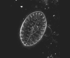Laboratoire MIPS